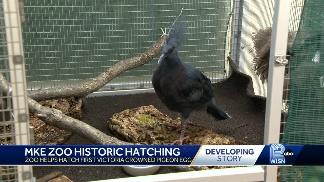 Milwaukee County Zoo's first Victoria-crowned pigeon hatches
