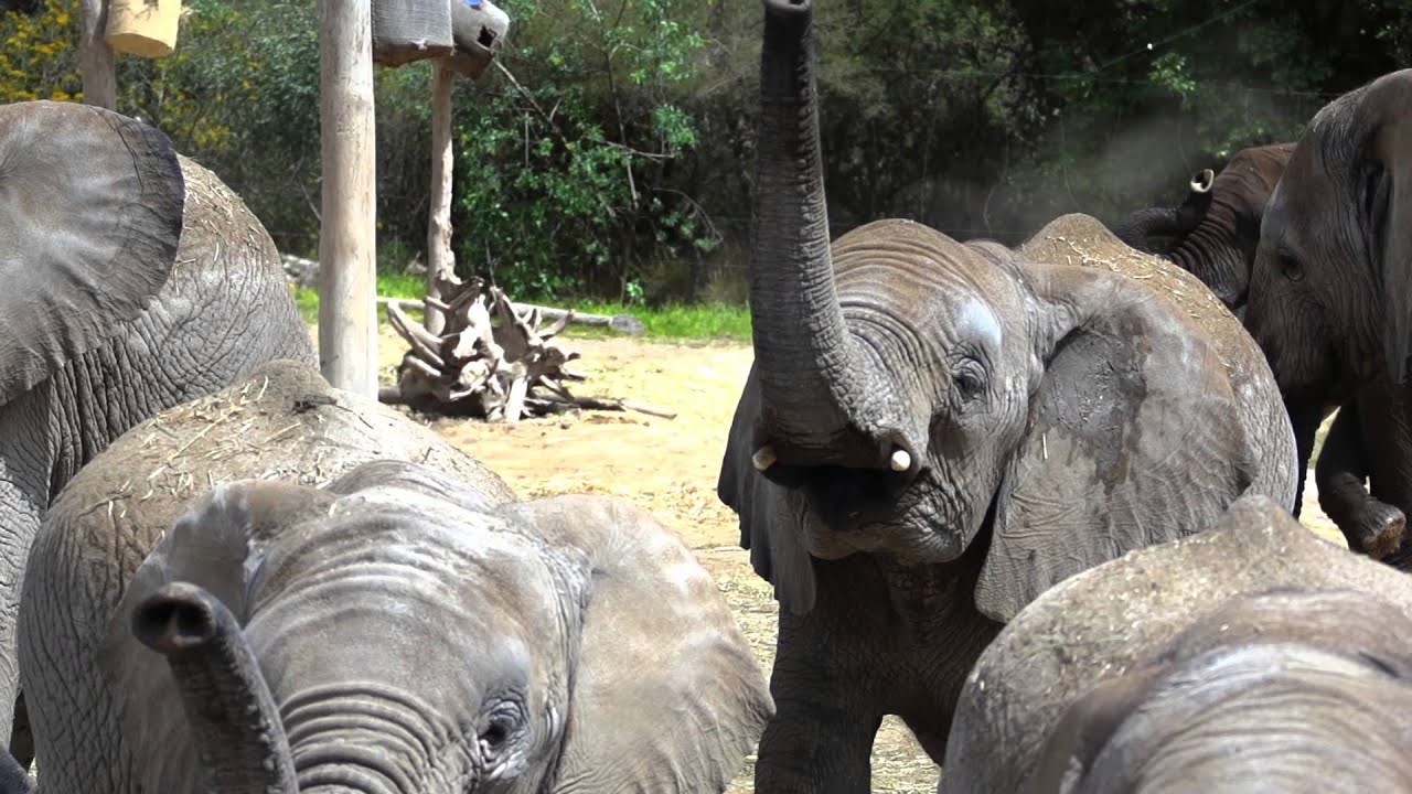 Rescate de Elefantes Africam Safari