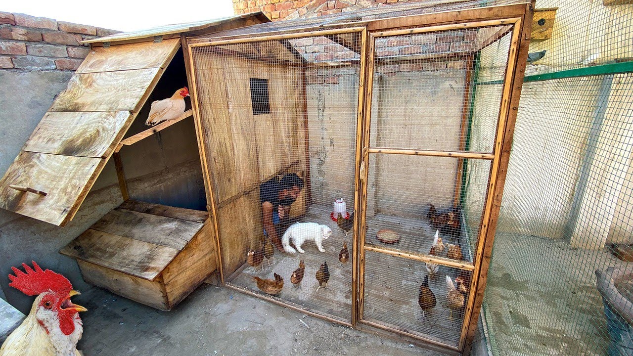 New Chickens in New House 🏠