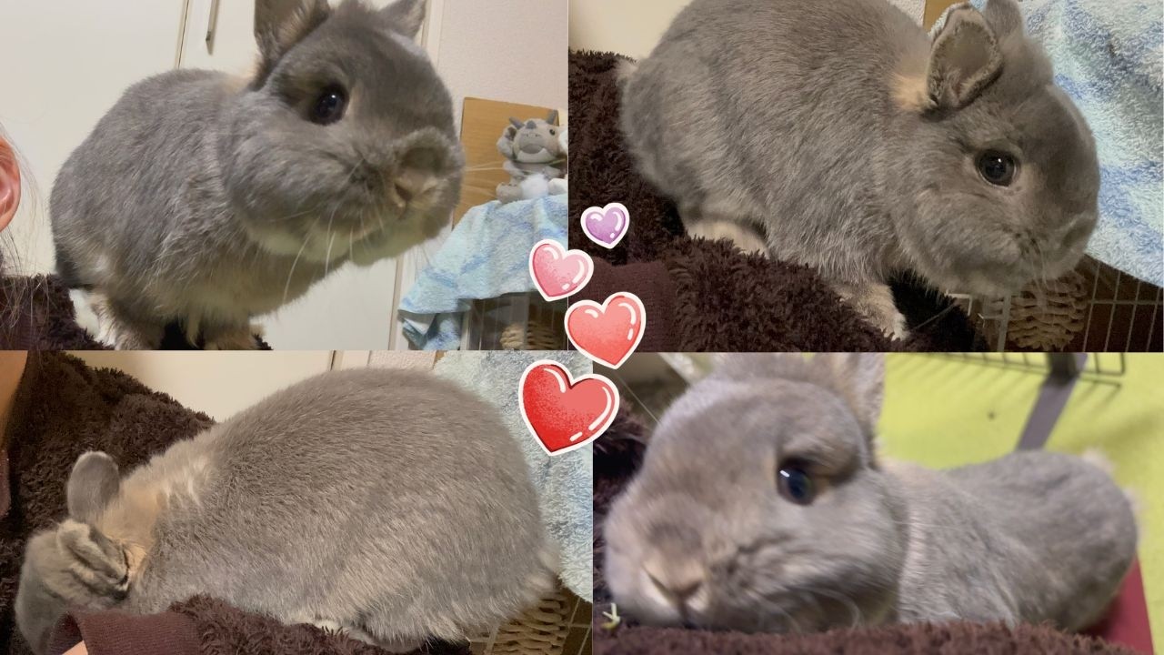 【No.129】ひたすら飼い主の腕・背中・足に乗って甘えるべったりなころん(*´ω｀*)