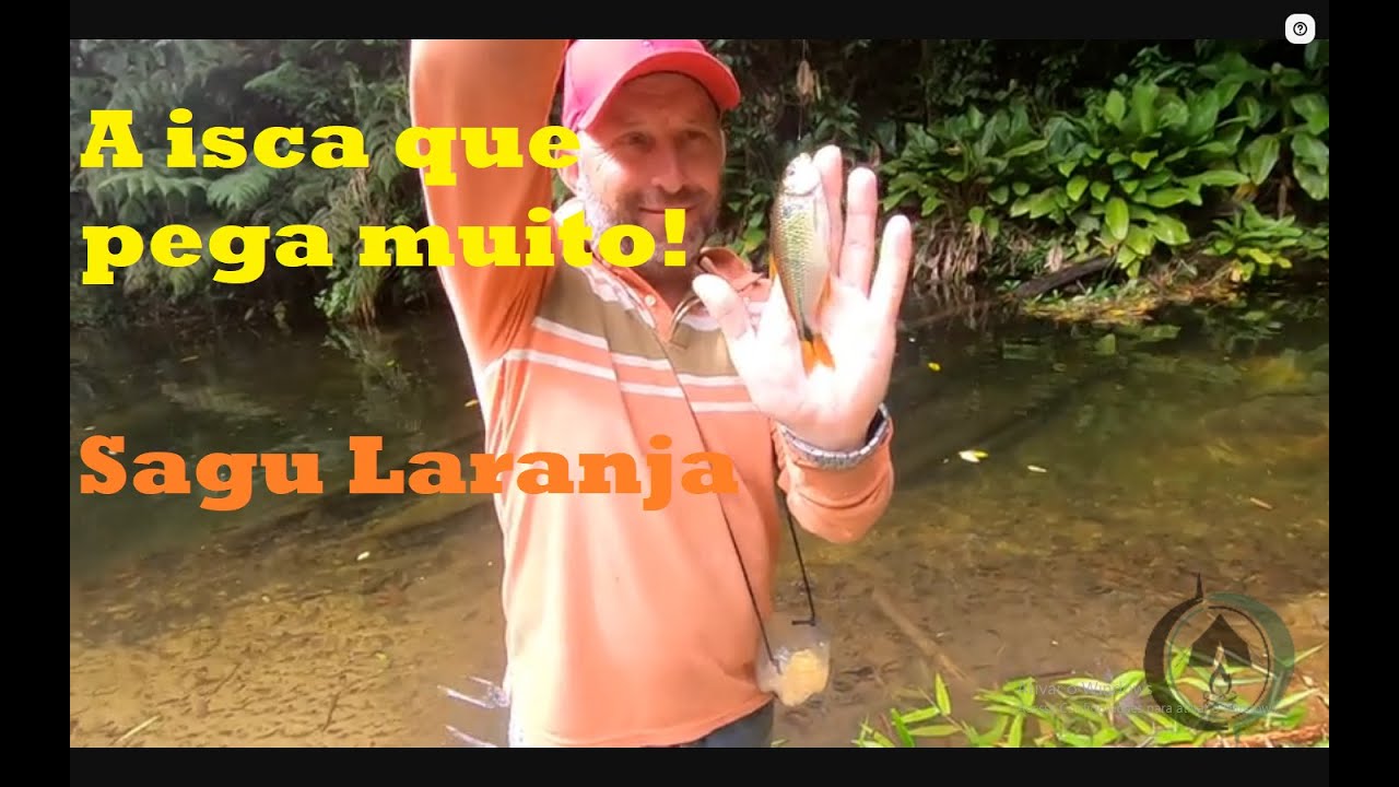 A melhor isca para lambaris gigantes e muitos lambaris no pesqueiro.