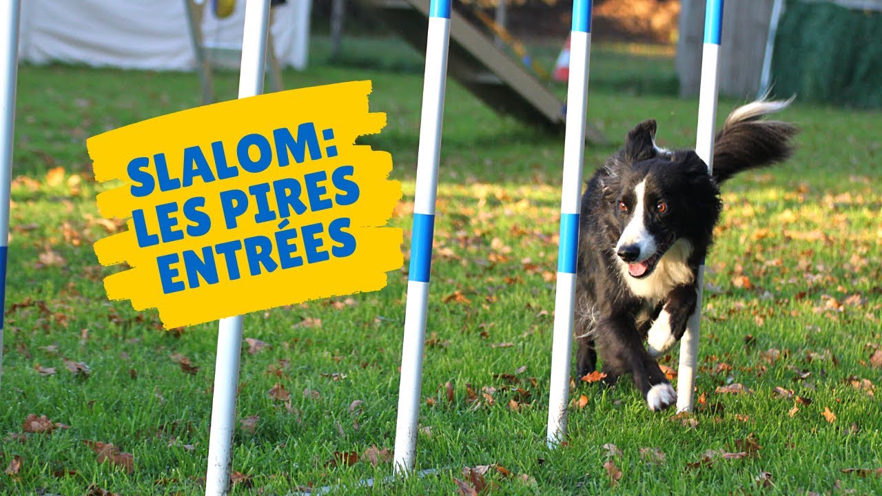 Les pires entrées de SLALOM en Agility
