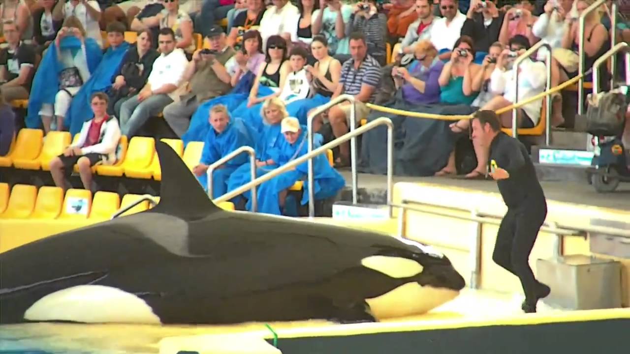 Loro Parque - - Killer Whale orca  Show 2011 - - Thomson Cruise