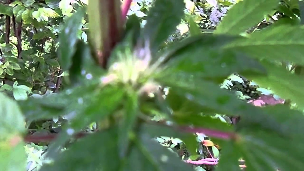 Rare dank outdoor update