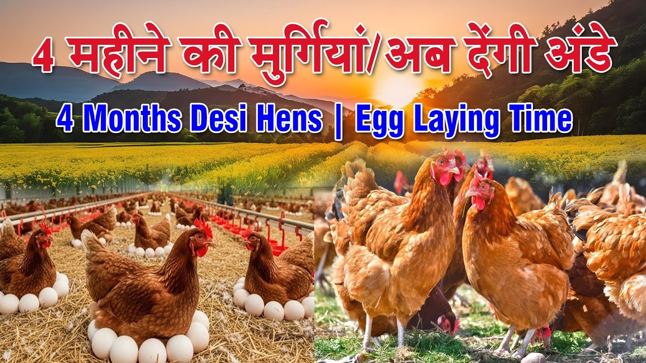 हमारे देसी पोल्ट्री फार्म का अपडेटः 4 महीने की मुर्गियां अब देंगी अंडे/4 Months Old Desi Hens & Egg 