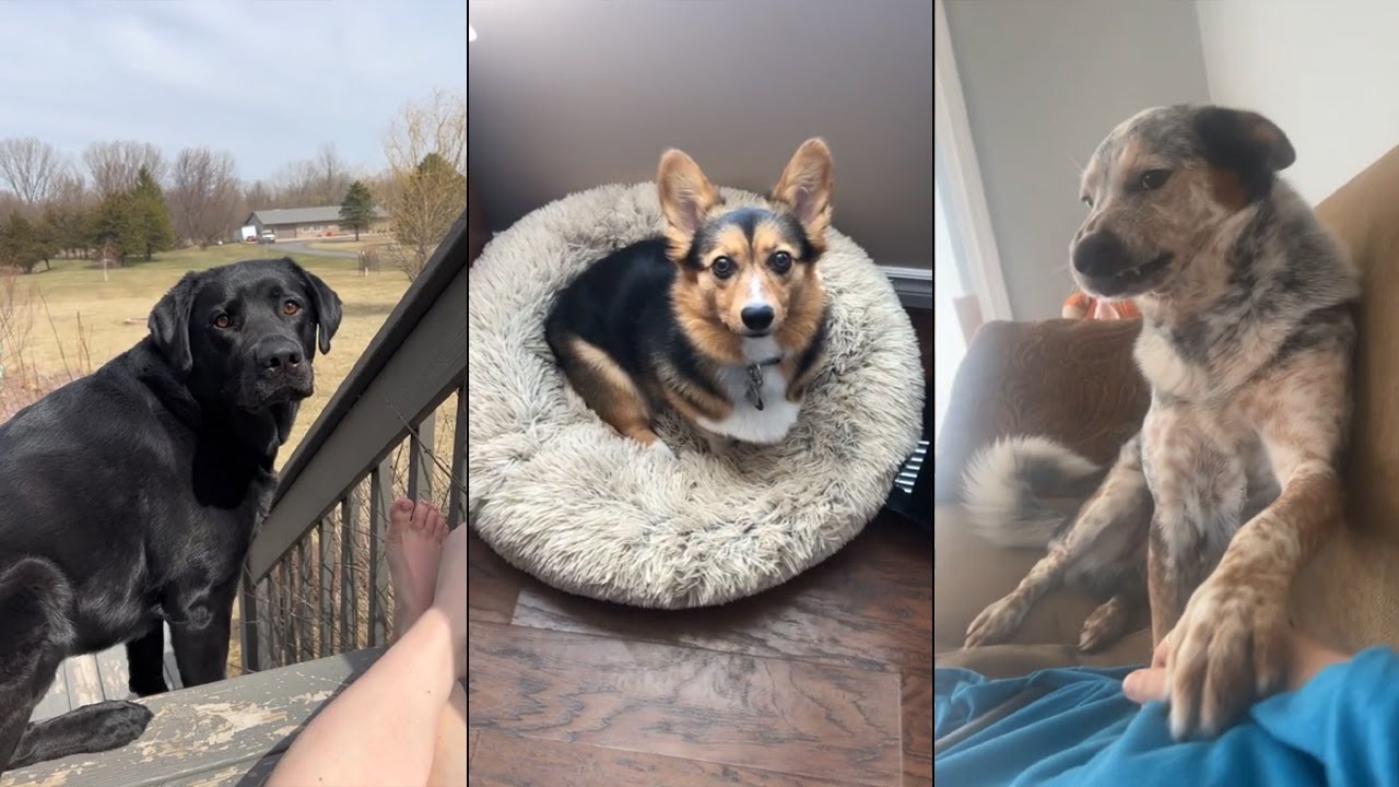 When your dog goes full drama