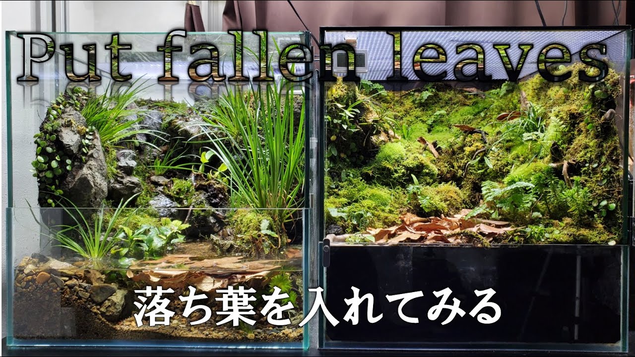 マダライモリとアカハライモリケージに落ち葉を入れてみる｜Put fallen leaves in the Marbled newt and Japanese fire belly newt tank
