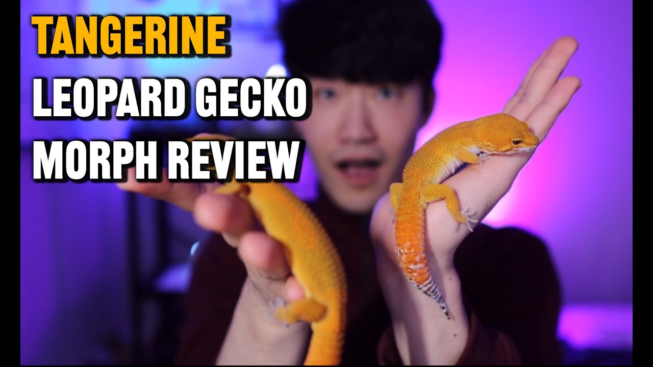 Tangerine Leopard Gecko Morph Review | GECKOPIA
