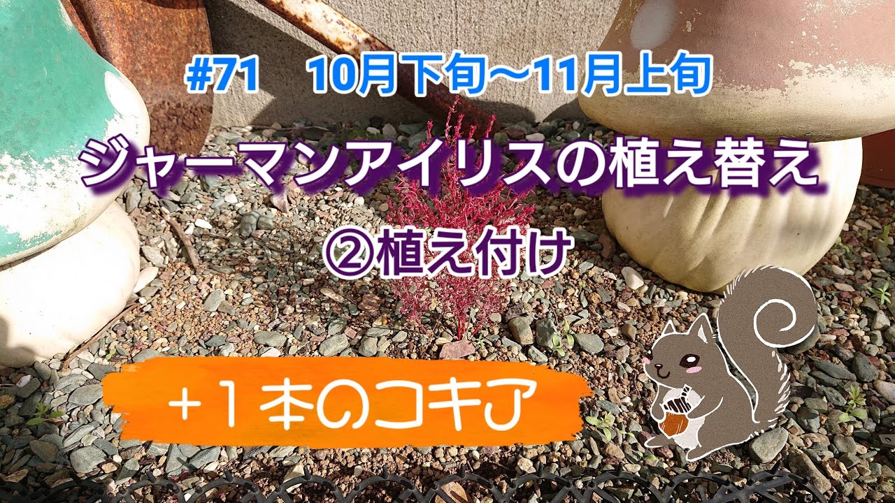 #71 ジャーマンアイリスの植え替え②植え付け+コキア／10月下旬～11月上旬