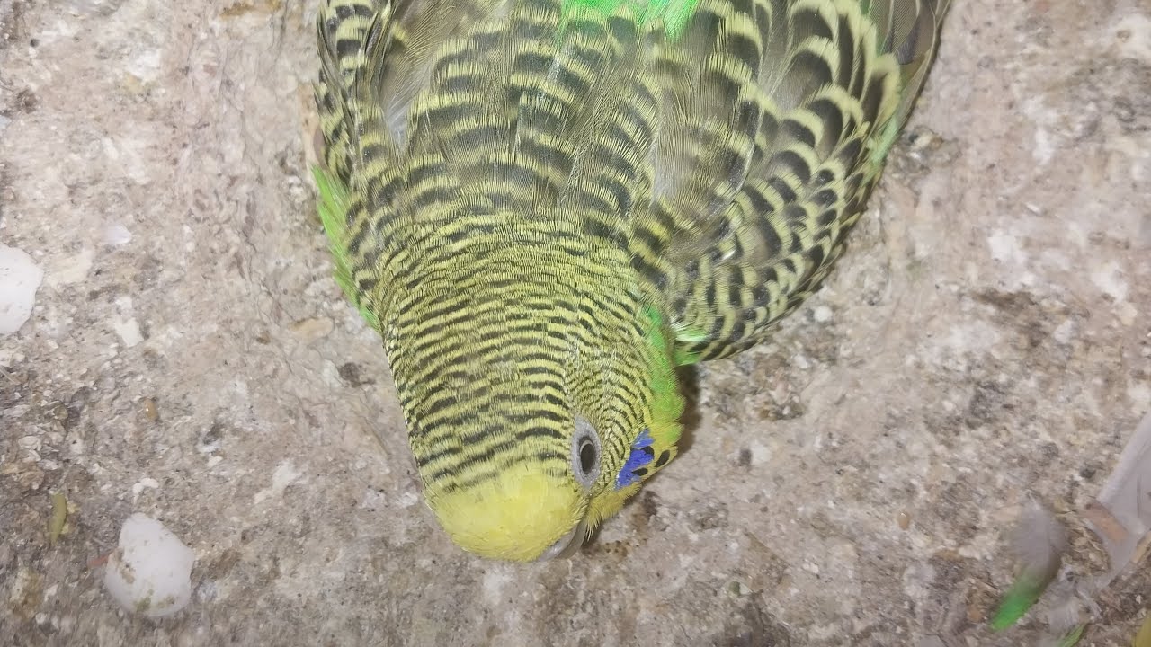 Parrot Baby World  02.03.2026