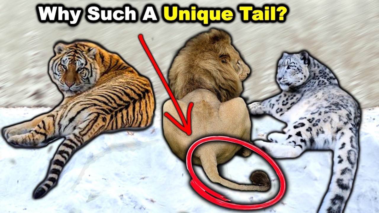 15 Weird BIG CAT Facts School Never Taught You