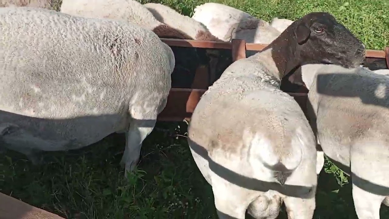 9 ovelhas Dop de primeira qualidade e um reprodutor Dop em Monteiro PB 83 999836600 ZAP 