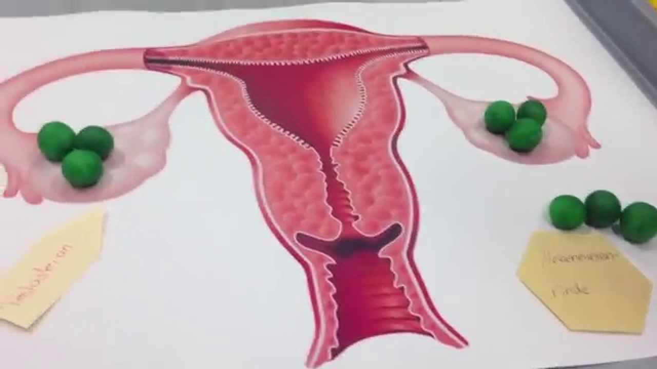 Biologie; Sexualkunde, Fortpflanzung Part 1