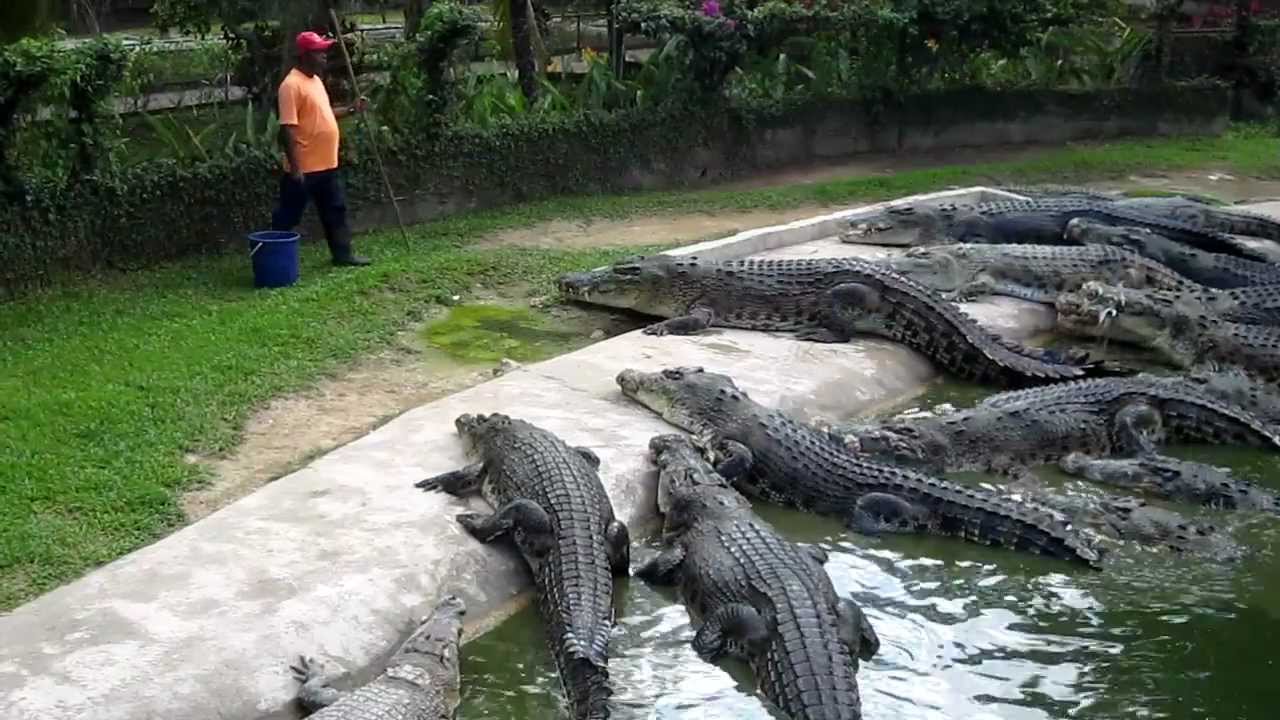 Crocodile Feeding at Langkawi Crocodile Farm