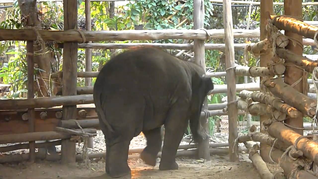 Baby elephant Faa Mai playing with an inner tube