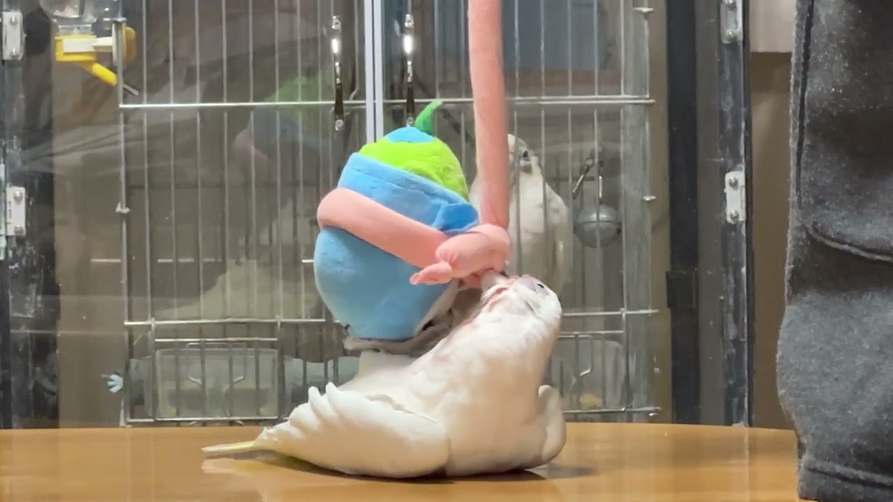 ずーっとゴロンの夢ちゃん😊