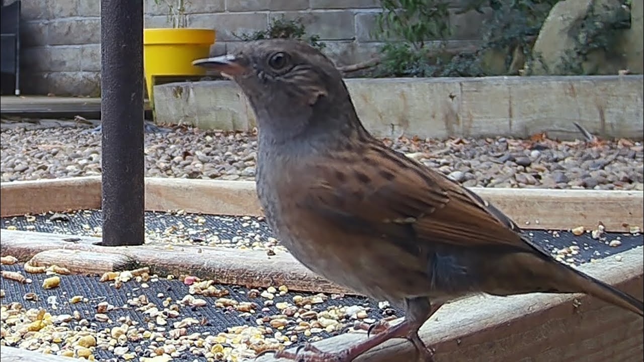 Up close with a dunnock bird on the seed catcher tray #bird #birdvideography #dunnocks