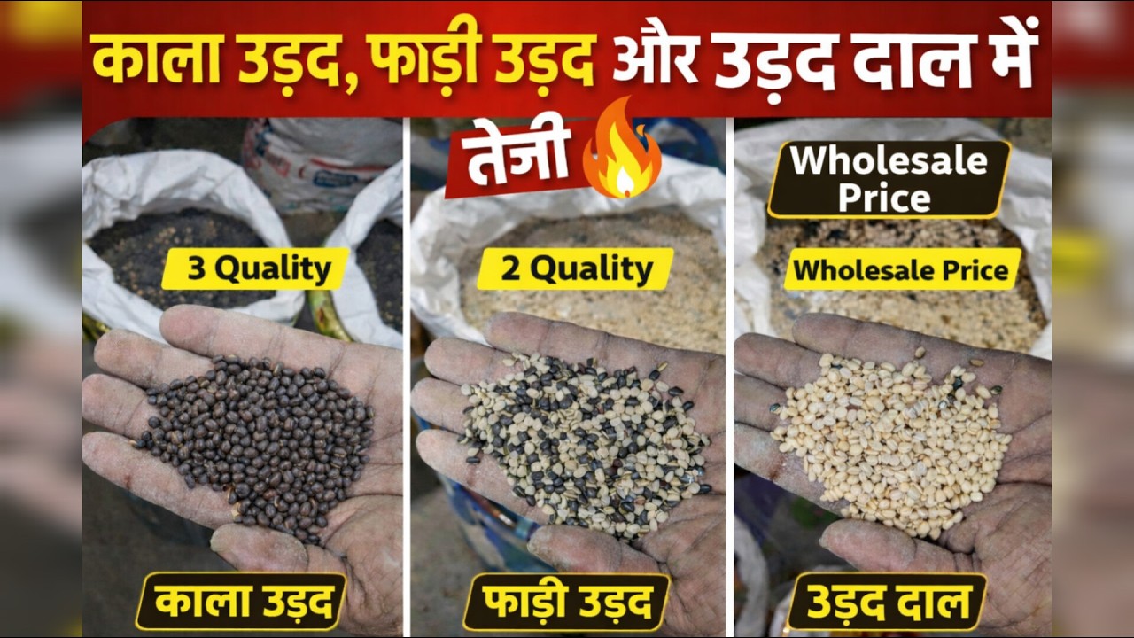 Heavy rise in black urad, split urad and urad dal 🔥 | Wholesale Price | 3 Quality Explained