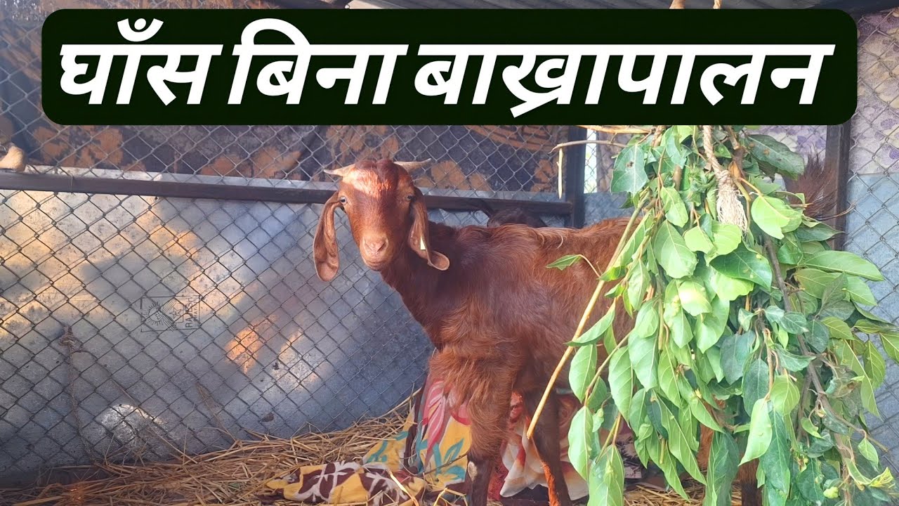 घाँस बिना बाख्रापालनमा फाइदा हुन्छ की हुँदैन ? Bakhra Palan 