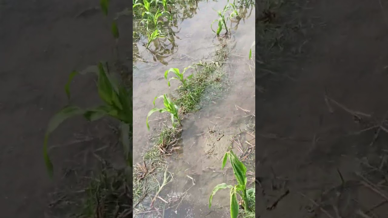 Like comment share 🌹👍👍 78