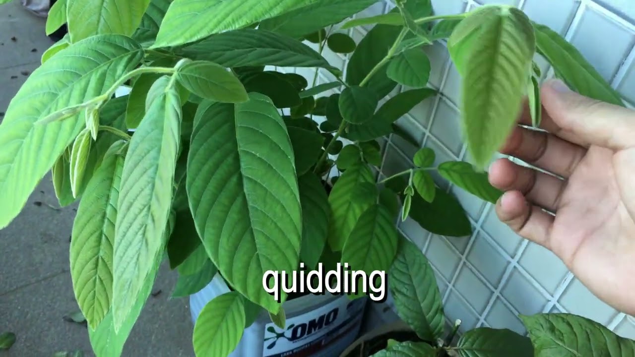 Quidding phyllodium pulchellum to test effects