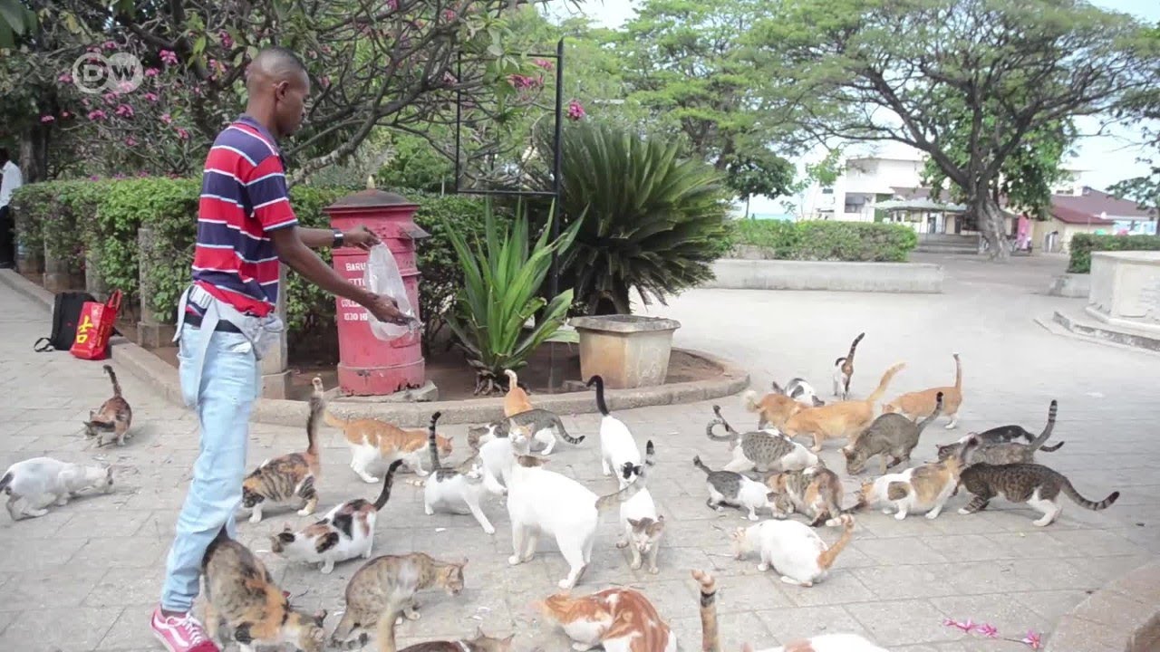 Vijana Zanzibar wajitolea kuwatunza paka wa mtaani
