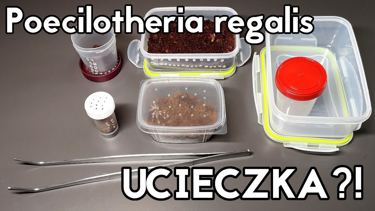 DOSTAŁEM POE OD WIDZA?! Nhandu chromatus i Poecilotheria regalis + UCIECZKA