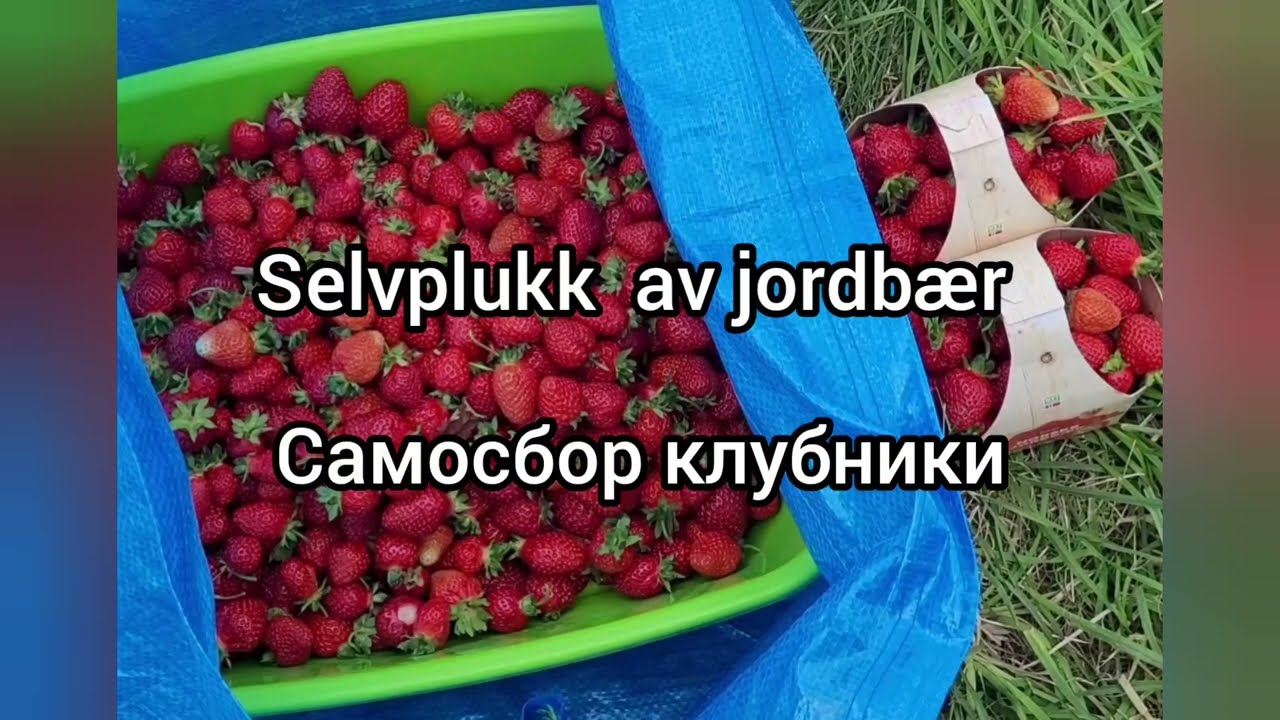 Клубника. Самосбор в Норвегии. Selvplukk i Norge.