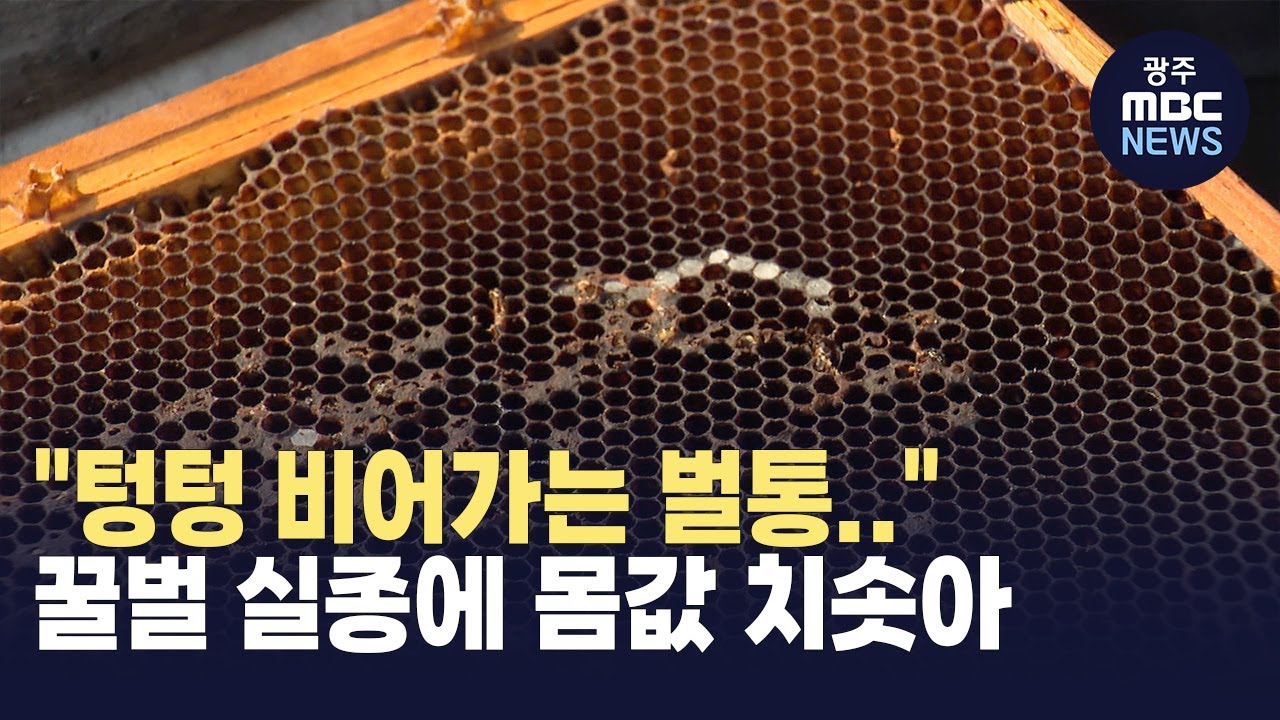 텅텅 빈 벌통들...'꿀벌' 몸값 치솟아 (뉴스투데이 2025.03.24 광주MBC)