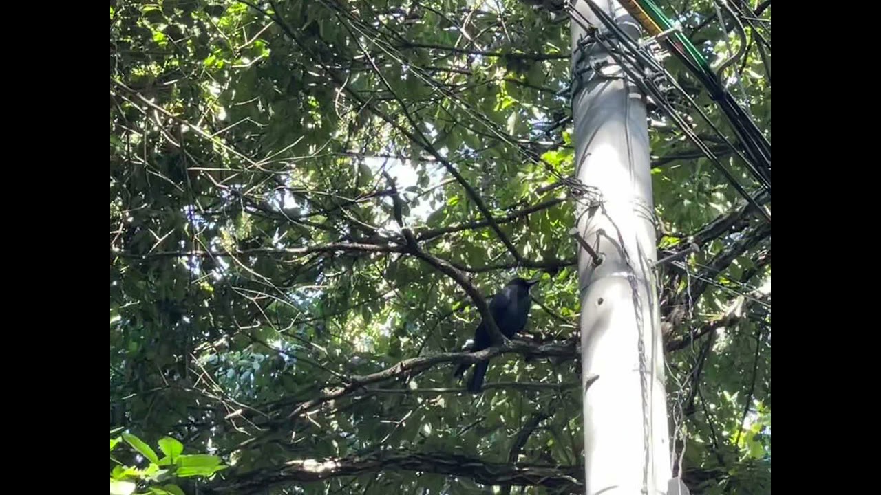 crow's strange cry.