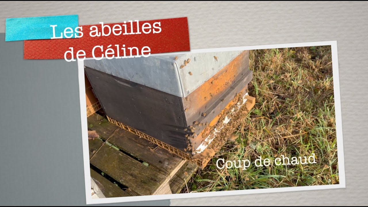 9 d&eacute;cembre 2025 Coup de chaud #apiculture #beekeeping