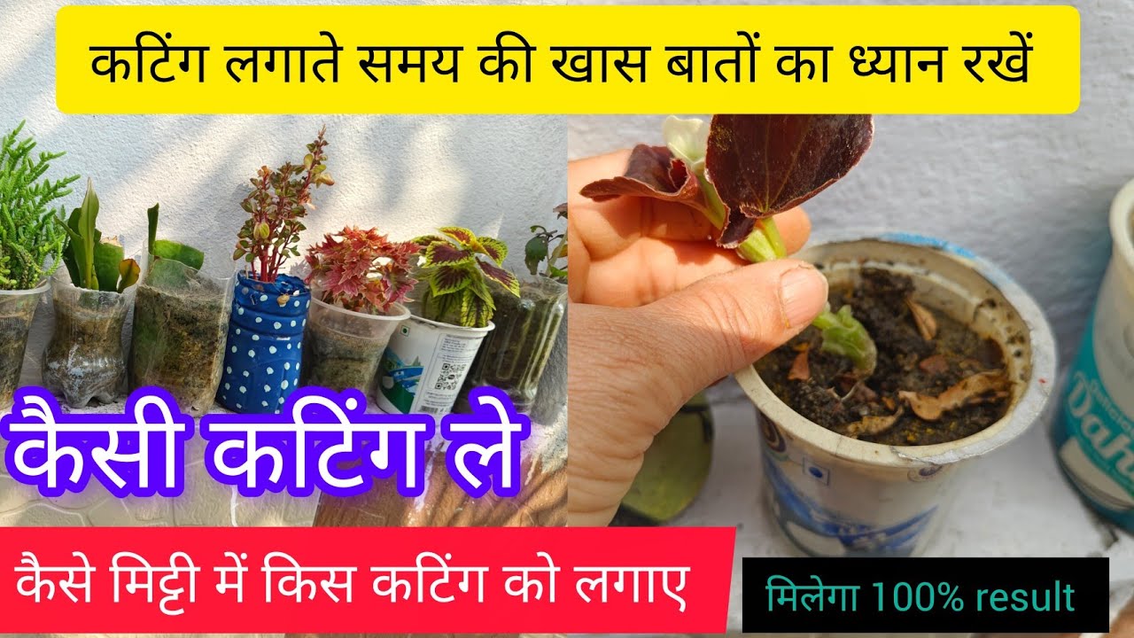 फरवरी में कटिंग लगाते समय किन  बातों का ध्यान रखें कैसी कटिंग ले कैसी मिट्टी में लगाए की 