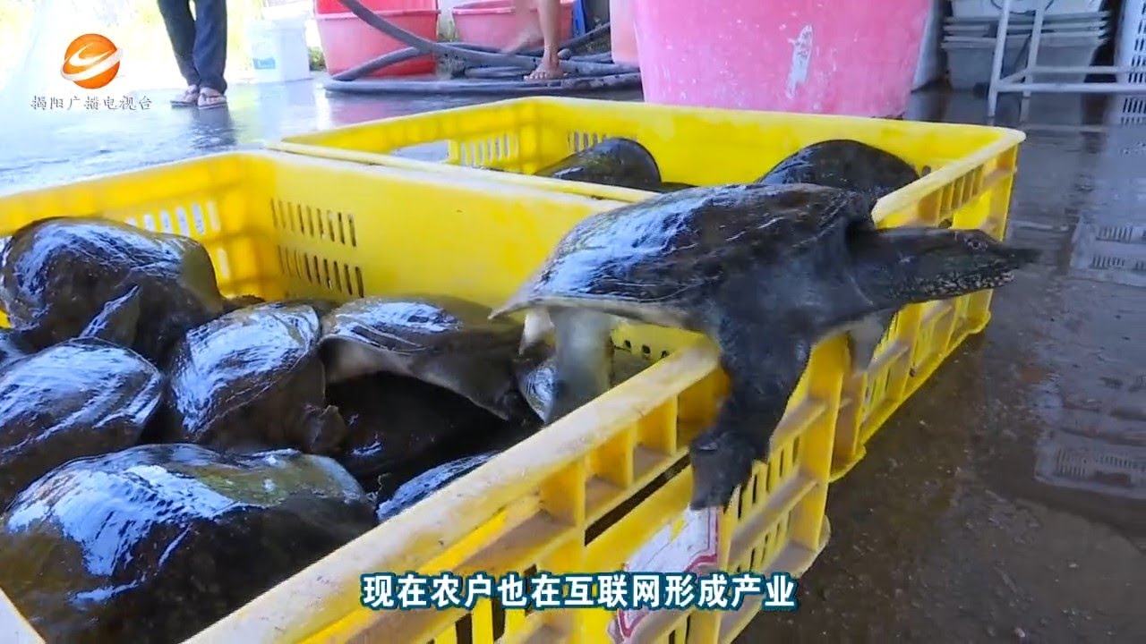 生态养殖甲鱼 打造名优品牌