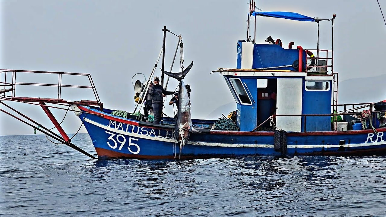 Albacoras en Mejillones, El Perro Capitan?