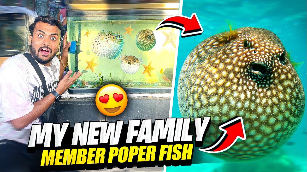 My New Family Member Poper Fish 😱 After Long Time Fish Vlog