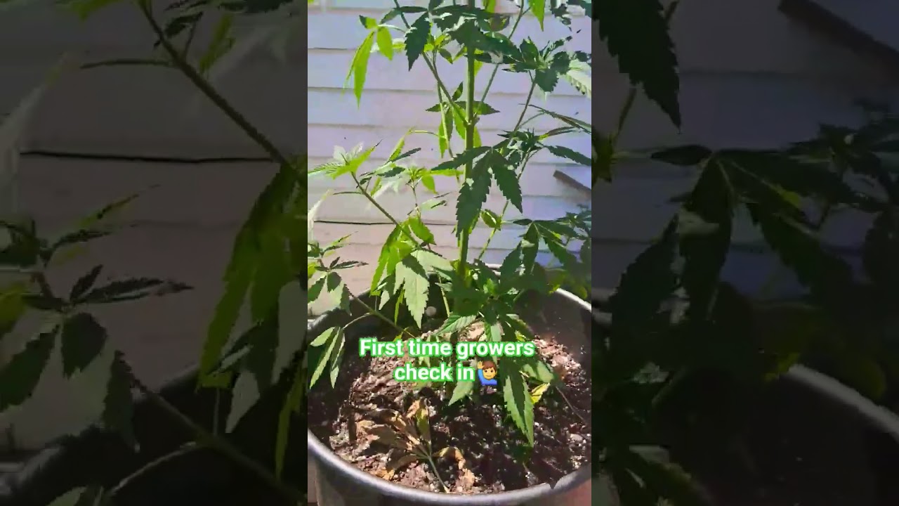 5 plants w nothing but happy frog soil, water, and the sun. #plants #gardening #cannabis #like #wow
