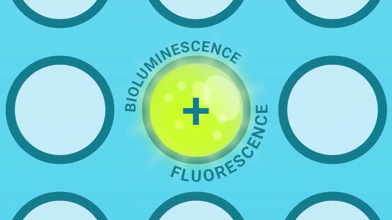 RealTime-Glo&trade; Annexin V Apoptosis and Necrosis Assay | Continuous Cell Health Monitoring