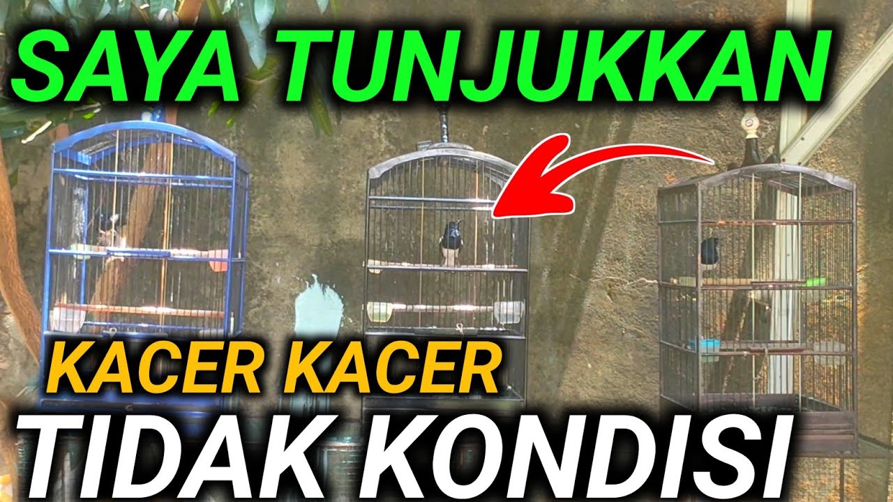 FULL-KACER KACER INI TIDAK KONDISI D.R.KACER TERBARU