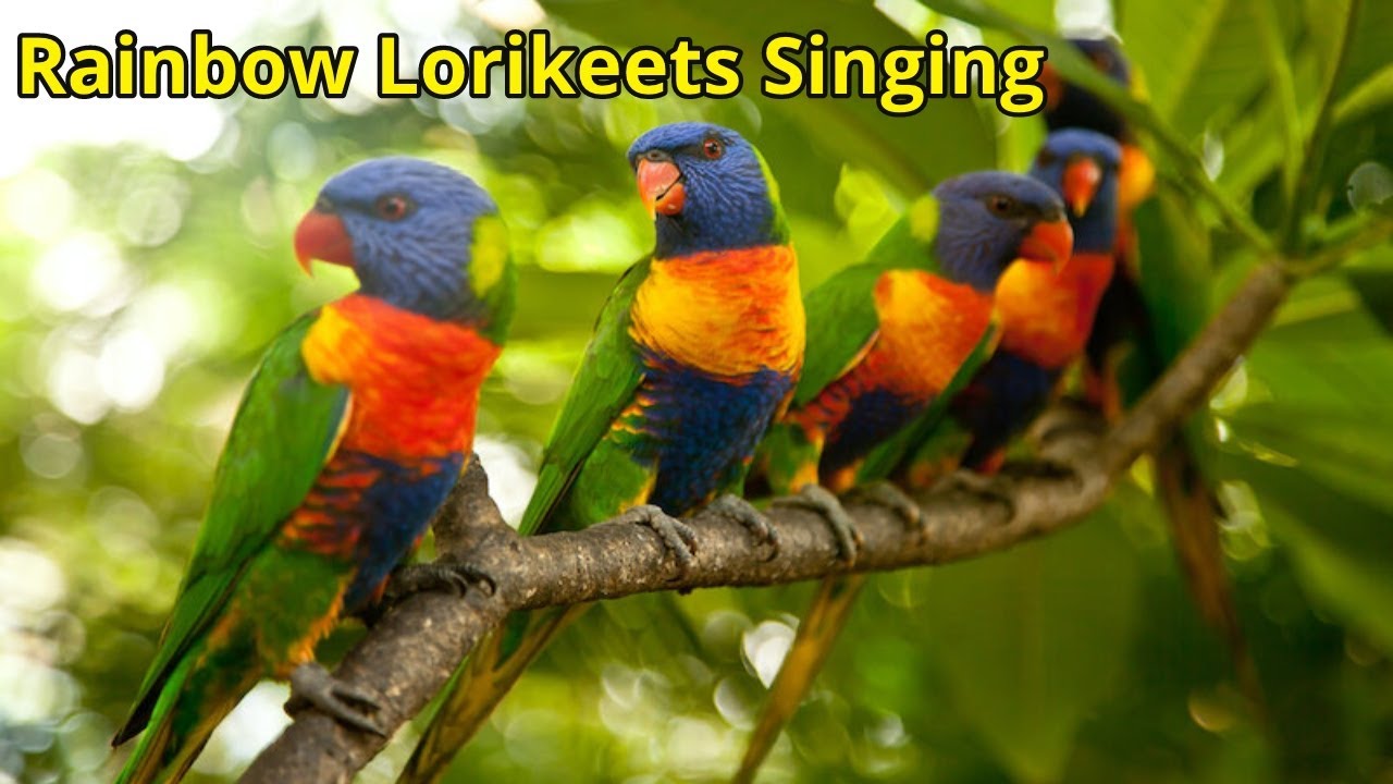 Rainbow Lorikeets Singing/Rainbow Lorikeets