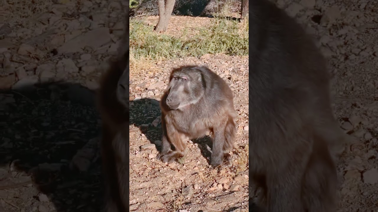Бабуин Синди до сих пор в нашей памяти 😔💔💔💔 