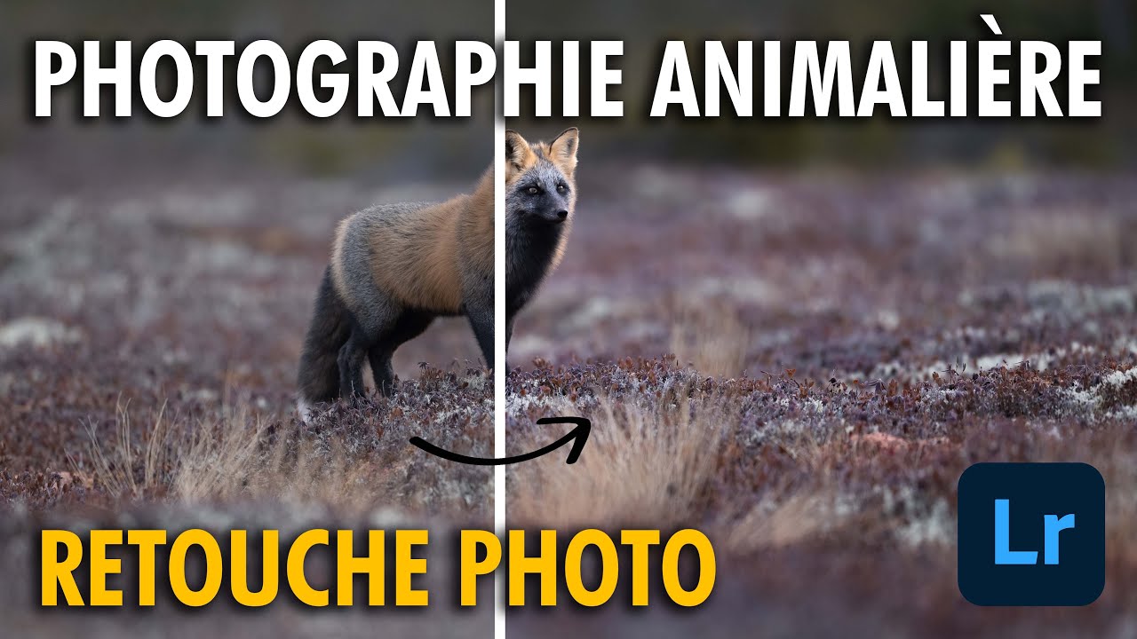 RETOUCHE complète d'une PHOTOGRAPHIE ANIMALIÈRE - LIGHTROOM ET PHOTOSHOP