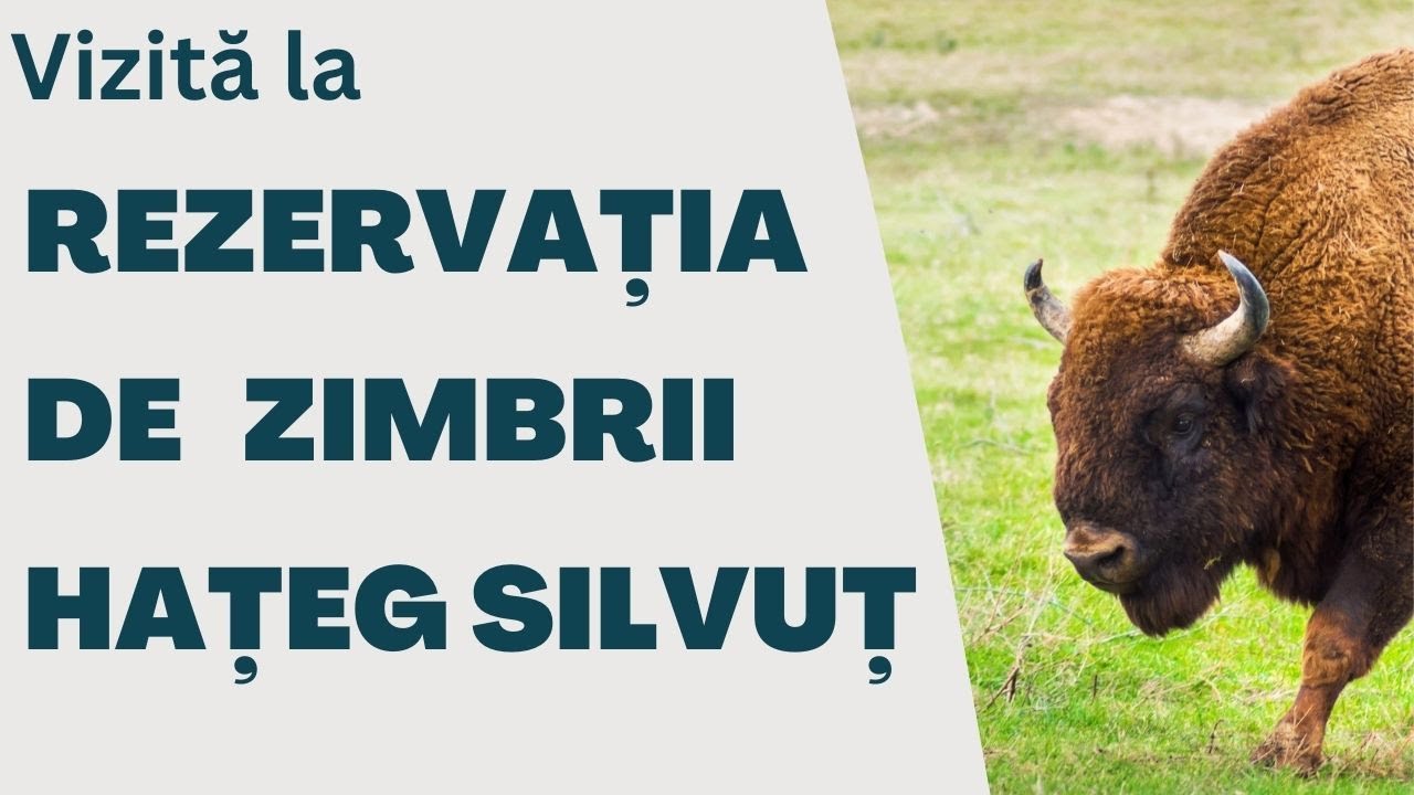 In vizita la rezervatia de zimbrii Silvut Hateg [2023]