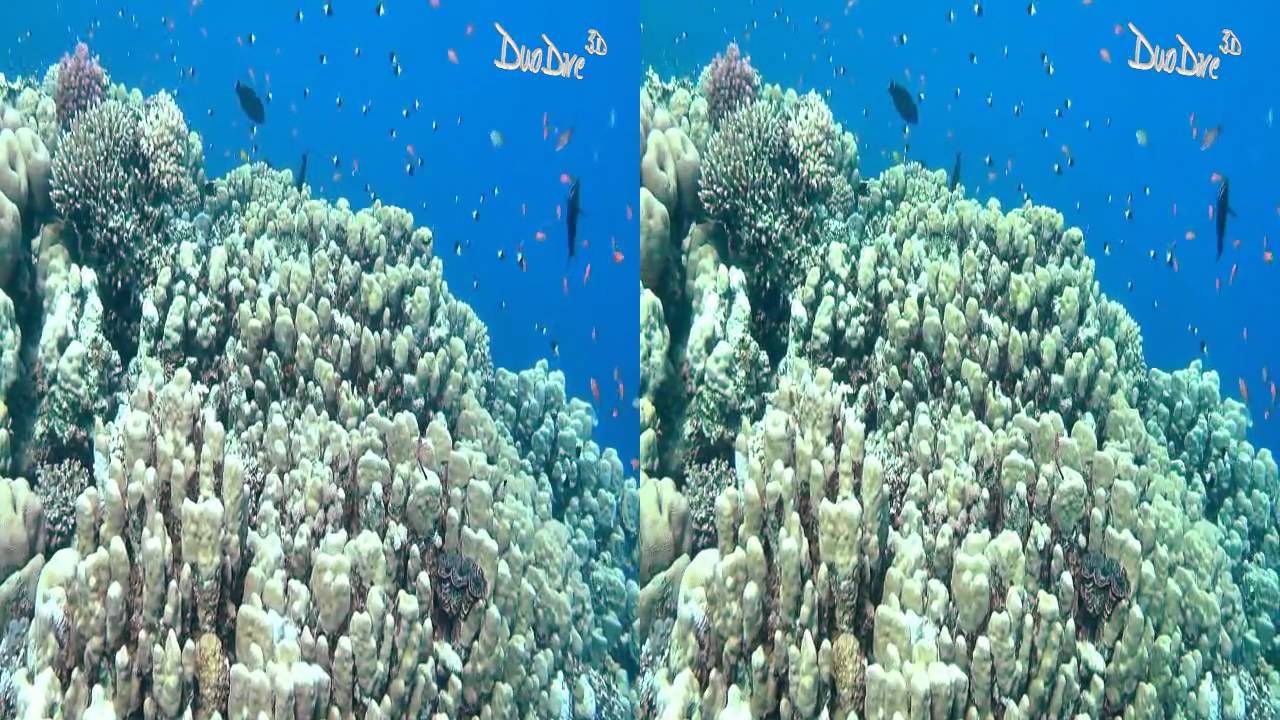 Diving at ElQuseir in 3D