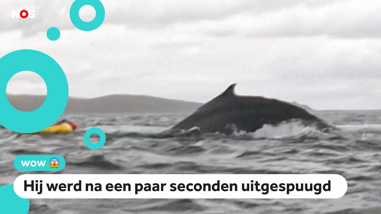 Man in kajak wordt opgeslokt door walvis: 'Dacht dat ik dood ging'