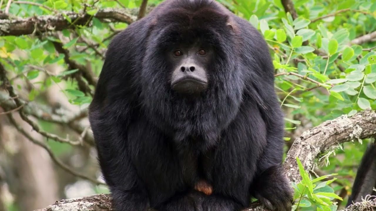 Howler Monkey Insurance Ad