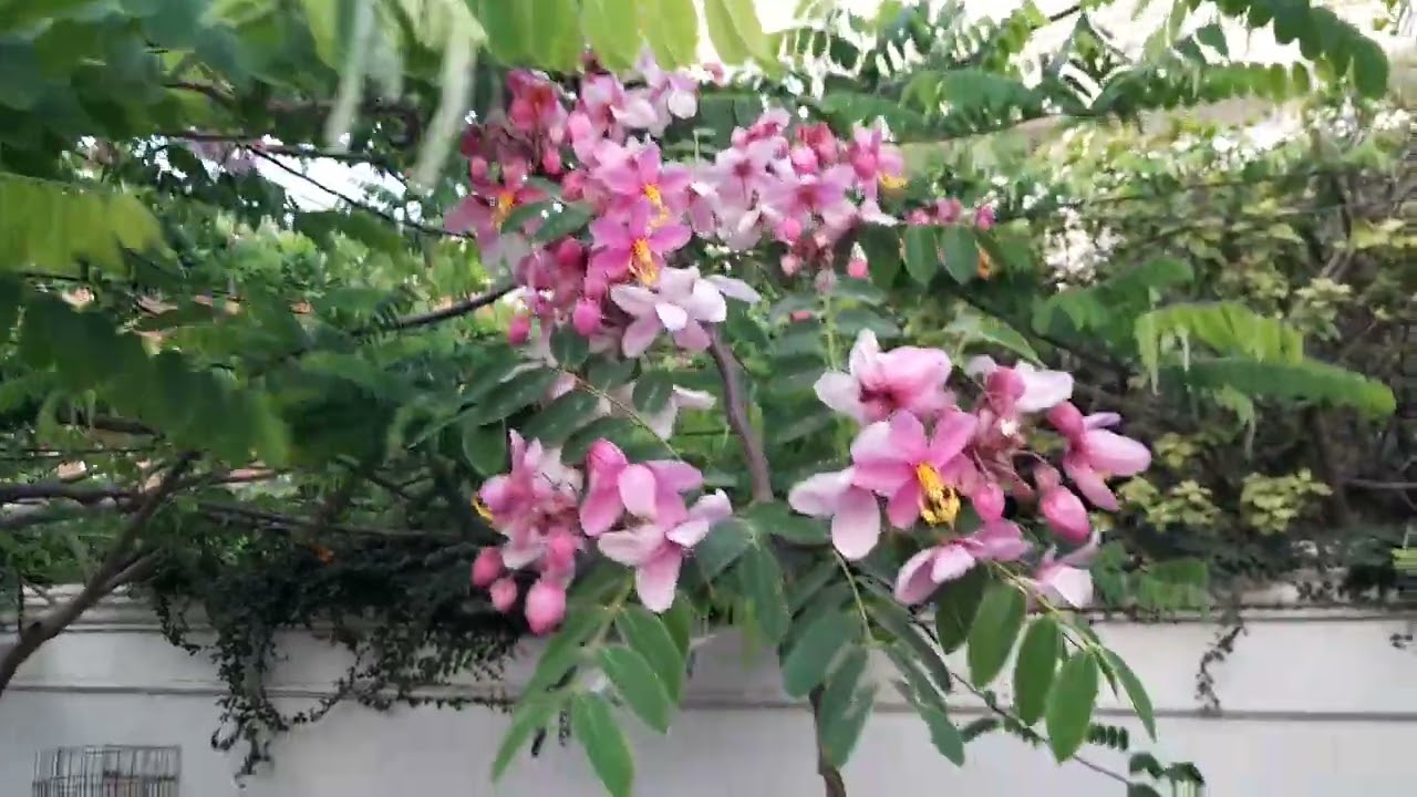 Cassia Nodosa|Pink shower خوبصورت درخت خوبصورت پھول@dilkibaatseemikaysaath1633