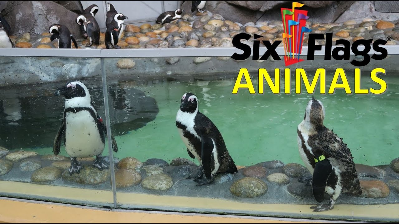 Animals of Six Flags Discovery Kingdom | Non-Copyright