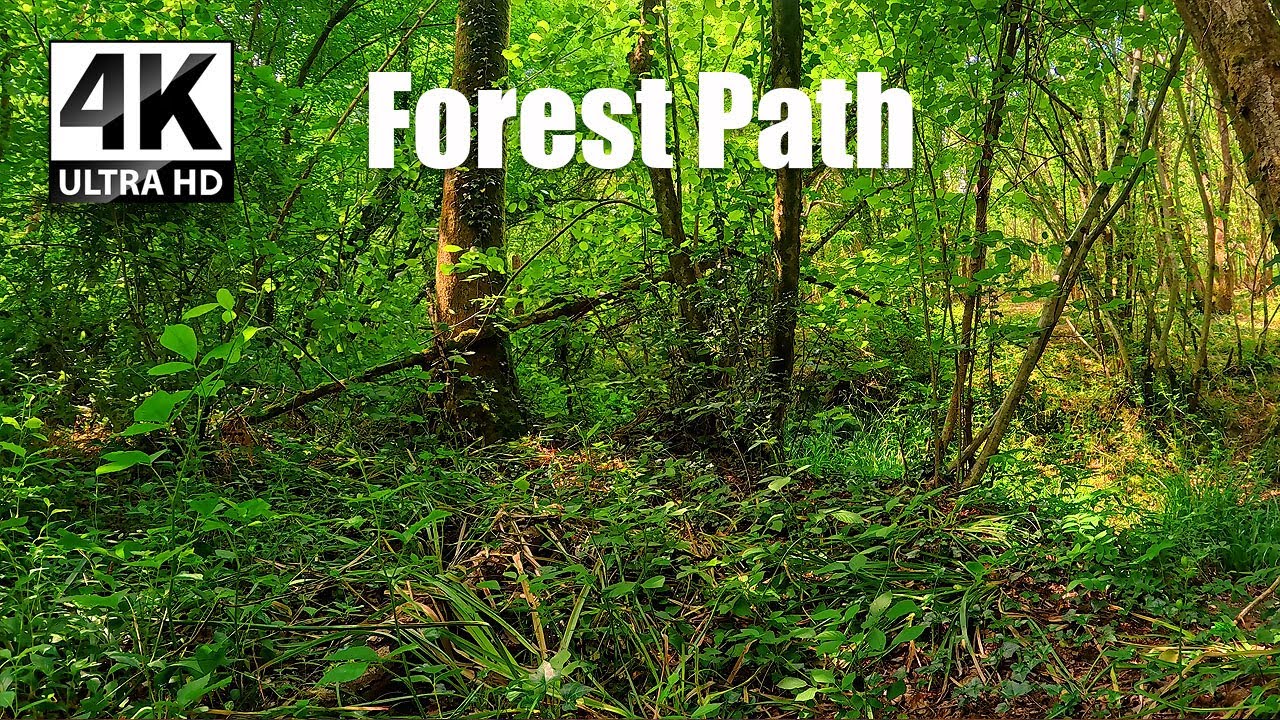 Forest Path 🌲 3 Hours of Deep Relaxation & Mindfulness