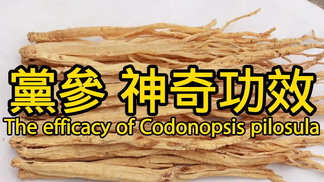 中藥黨參的功效與作用，The efficacy and functions of the traditional Chinese medicine Codonopsis pilosula