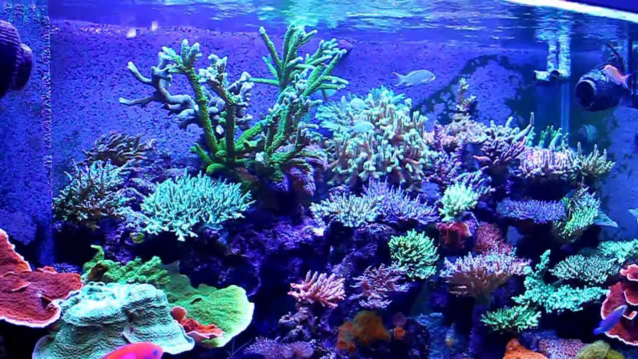 FTS Moddy.mpeg